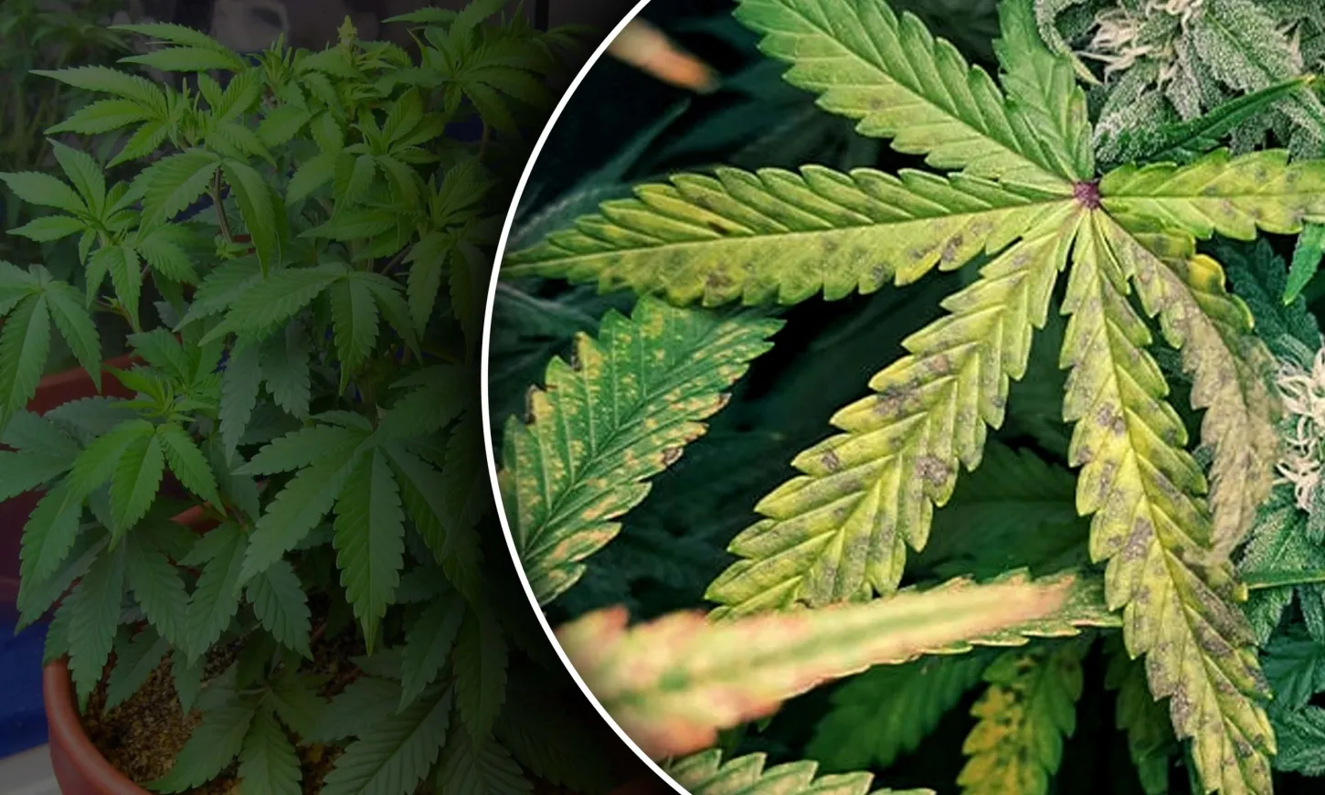 marijuana plant deficiencies