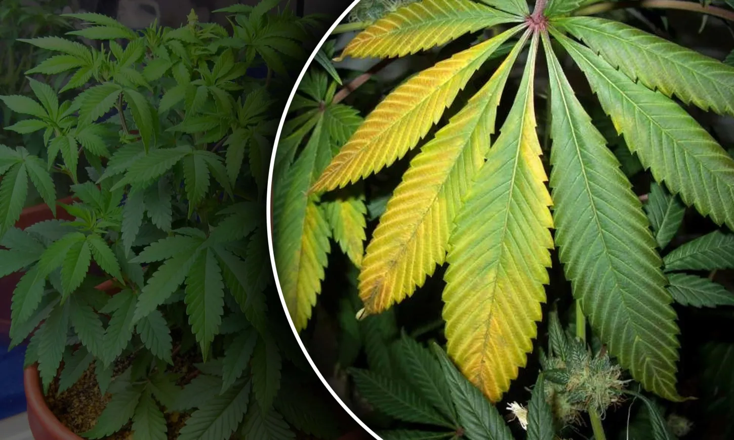 marijuana plant deficiencies