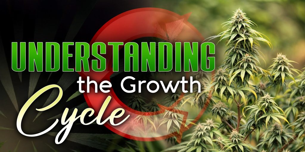 Understanding the Growth Cycle