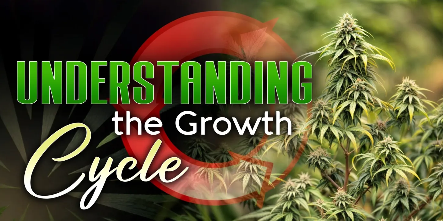 Understanding the Growth Cycle