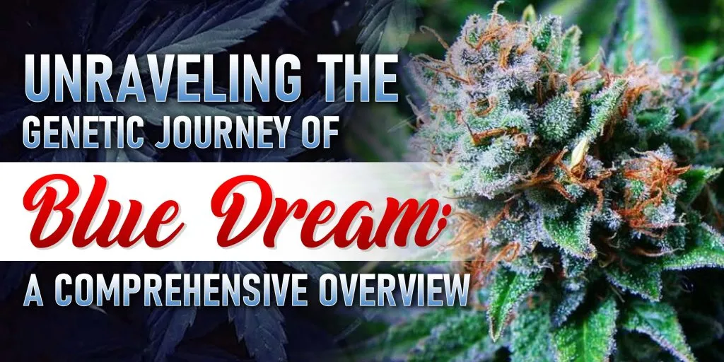 blue dream genetics history blue dream genetics history
