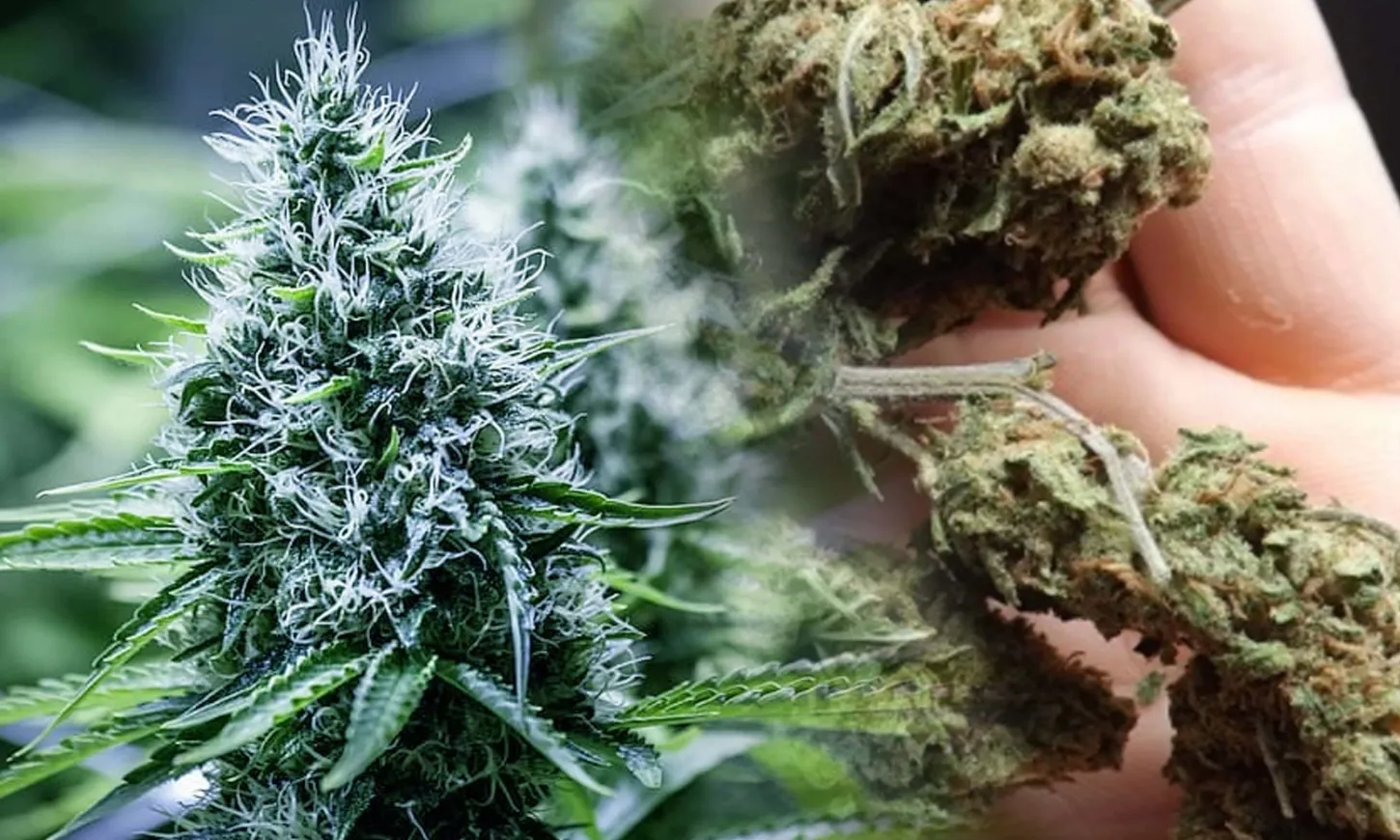 blue dream genetics history
