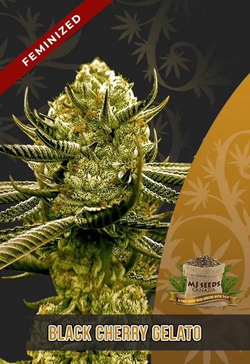 Black Cherry Gelato Strain Feminized Marijuana Seeds