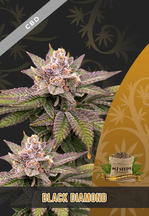 Black Diamond Strain CBD Marijuana Seeds