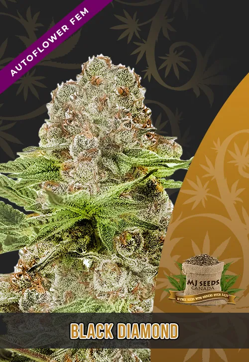Black Diamond Strain Autoflowering Feminized Marijuana Seeds