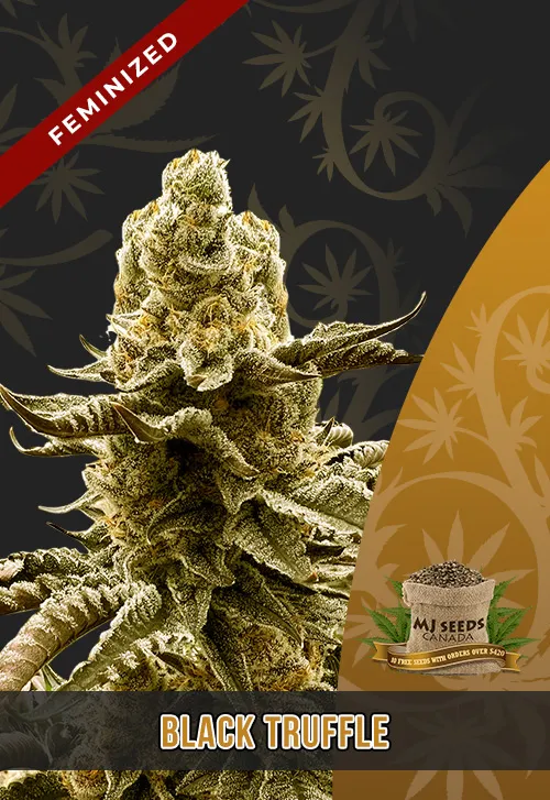 Black Truffle Strain Feminized Marijuana Seeds MjSeedsCanada