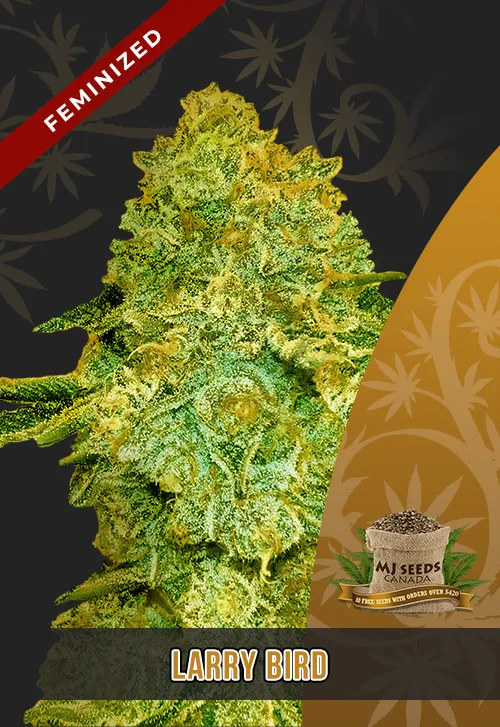 Larry Bird Strain Feminized Marijuana Seeds Larry Bird Strain Feminized Marijuana Seeds