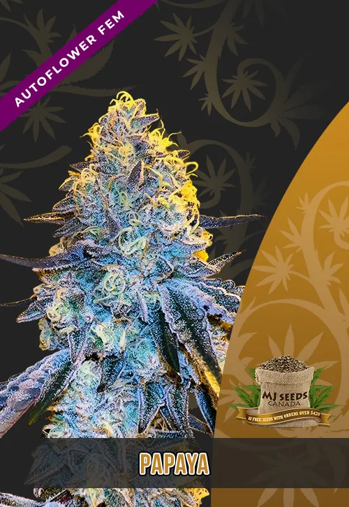 Papaya Strain Autoflowering Feminized Marijuana Seeds