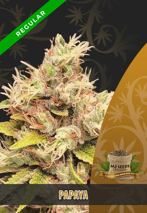 Papaya Strain Regular Marijuana Seeds