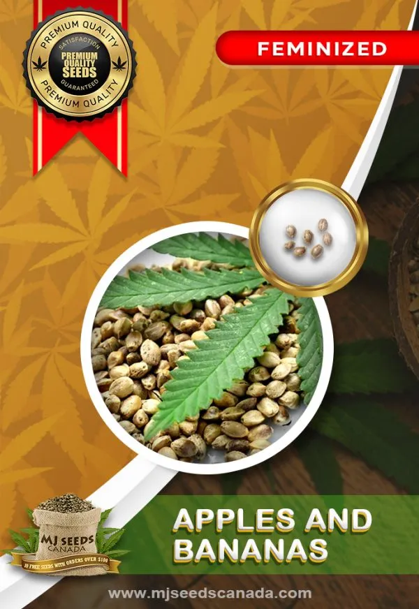 Apples and Bananas Strain Feminized Marijuana Seeds Apples and Bananas Strain Feminized Marijuana Seeds
