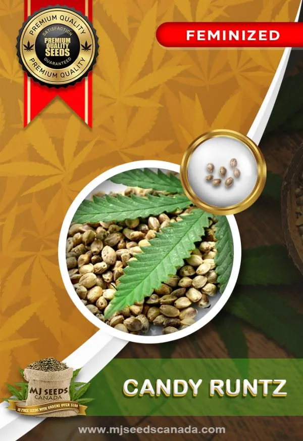 Candy Runtz Strain Feminized Marijuana Seeds Candy Runtz Strain Feminized Marijuana Seeds