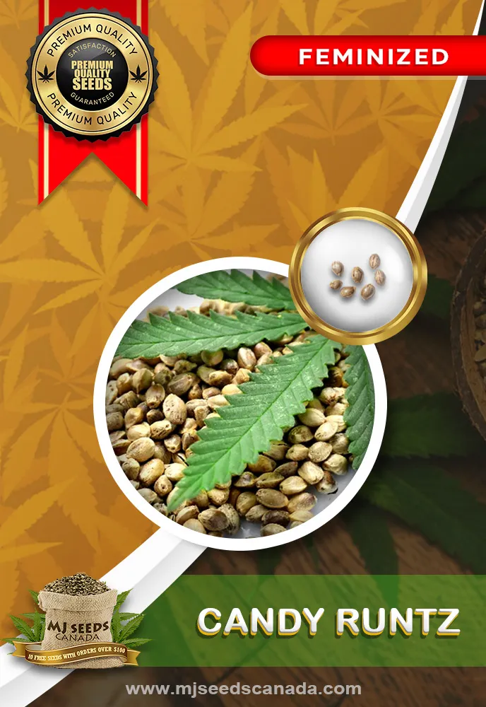Candy Runtz Strain Feminized Marijuana Seeds - MjSeedsCanada