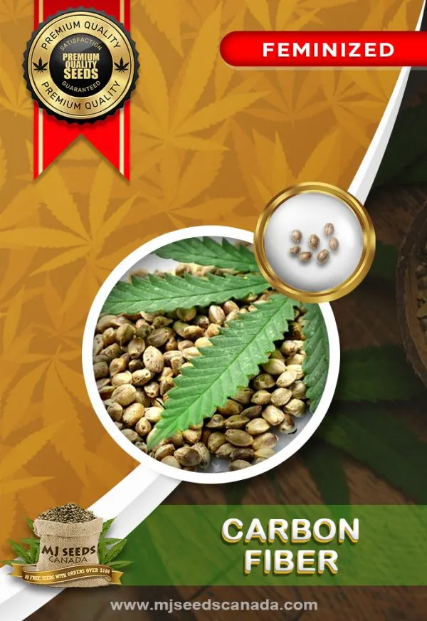 Carbon Fiber Strain Feminized Marijuana Seeds Carbon Fiber Strain Feminized Marijuana Seeds