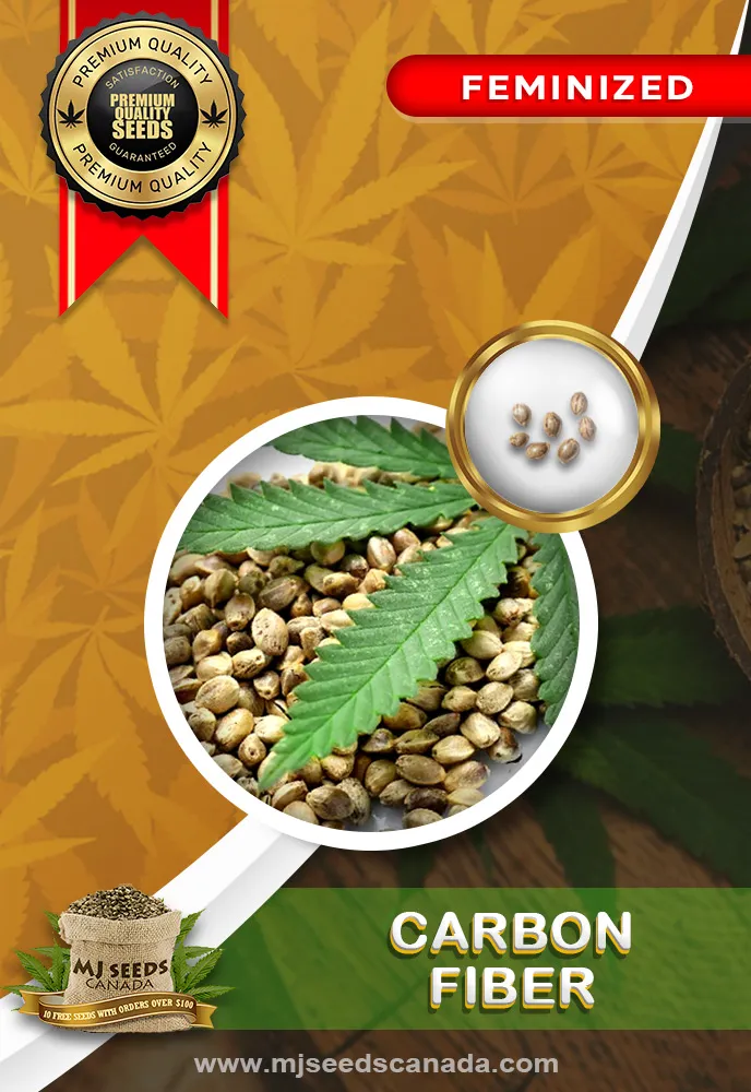Carbon Fiber Strain Feminized Marijuana Seeds MjSeedsCanada