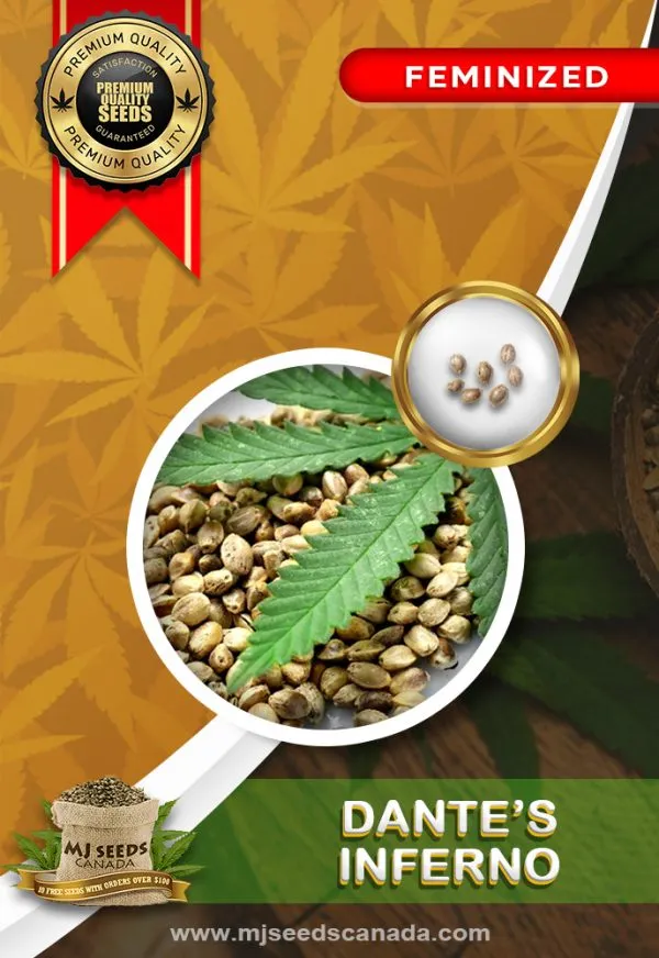 Dante's Inferno Strain Feminized Marijuana Seeds Dante's Inferno Strain Feminized Marijuana Seeds