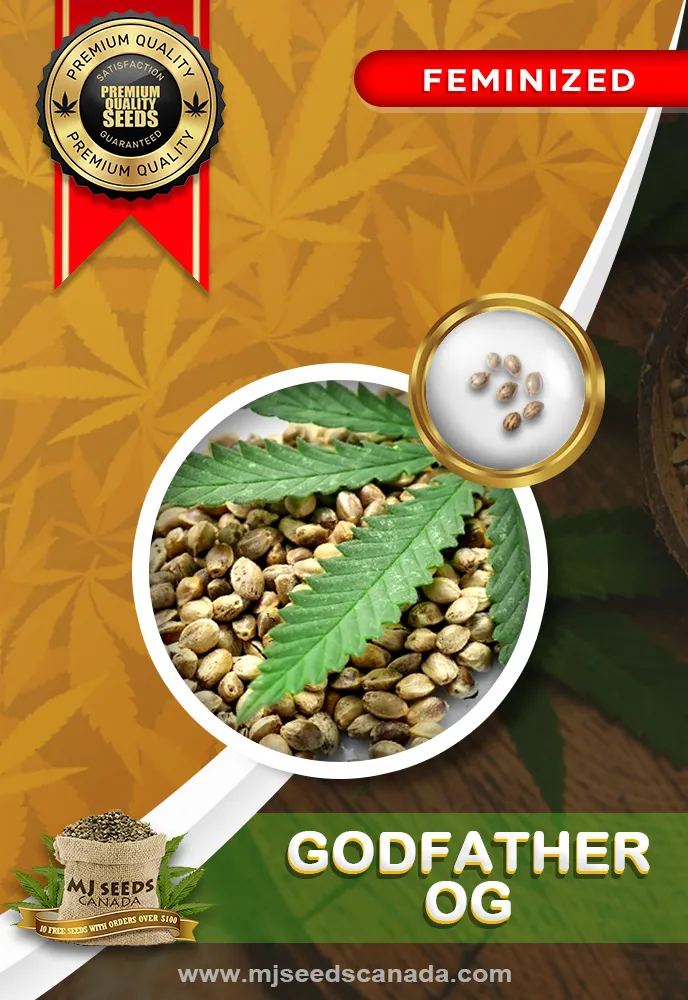 Godfather OG Strain Feminized Marijuana Seeds