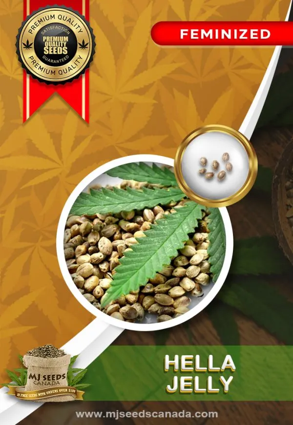 Hella Jelly Strain Feminized Marijuana Seeds Hella Jelly Strain Feminized Marijuana Seeds