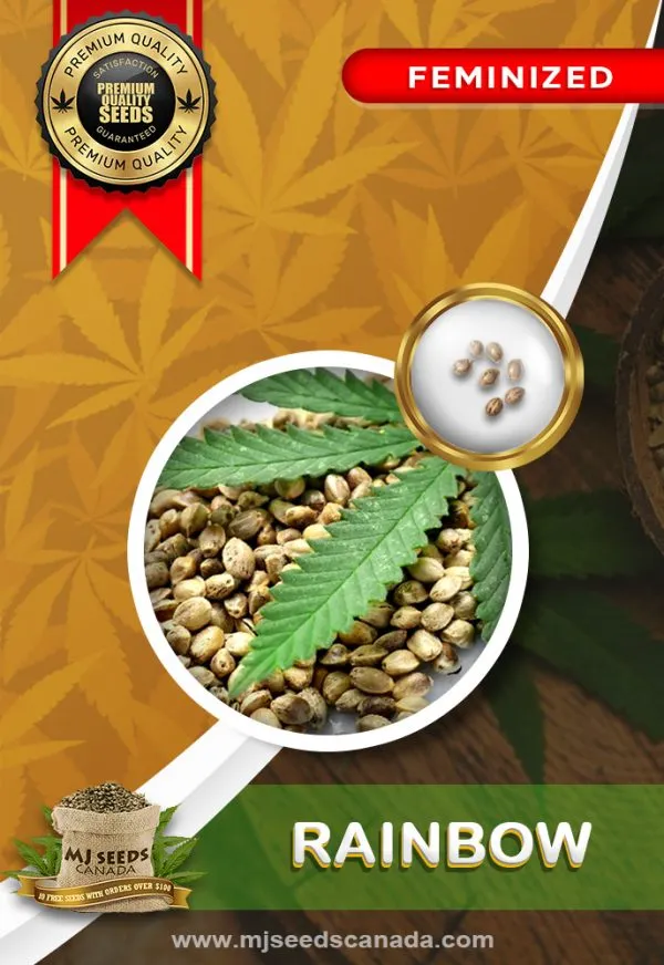 Rainbow Strain Feminized Marijuana Seeds