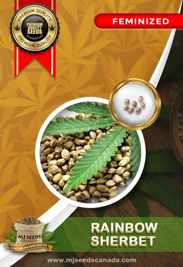 Rainbow Sherbet Strain Feminized Marijuana Seeds Rainbow Sherbet Strain Feminized Marijuana Seeds