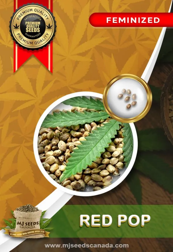 Red Pop Strain Feminized Marijuana Seeds Red Pop Strain Feminized Marijuana Seeds