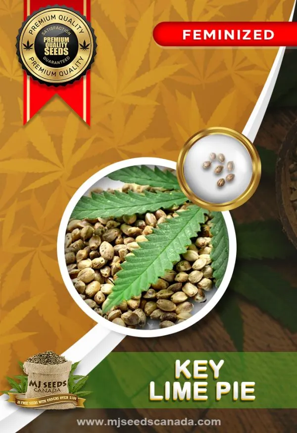 Key Lime Pie Strain Feminized Marijuana Seeds
