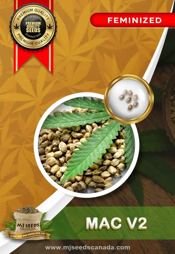 Mac v2 Strain Feminized Marijuana Seeds Mac v2 Strain Feminized Marijuana Seeds