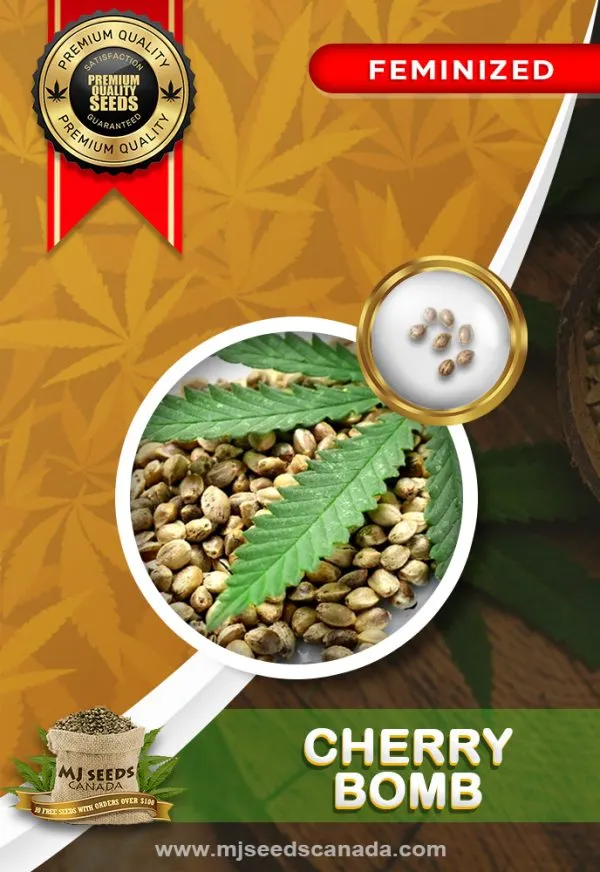 Cherry Bomb Strain Feminized Marijuana Seeds