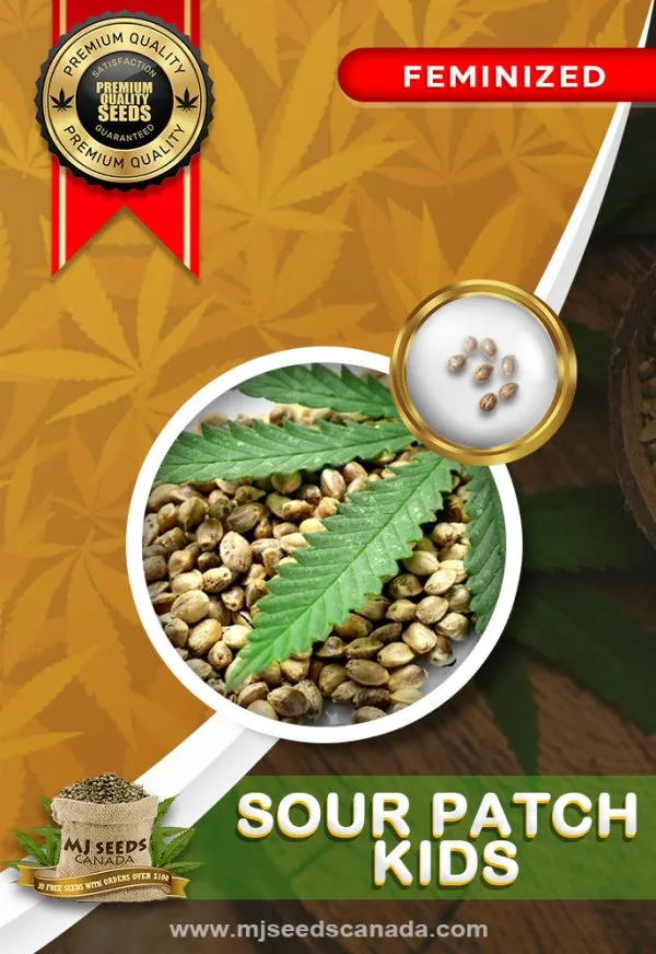 Sour Patch Kids Strain Feminized Marijuana Seeds