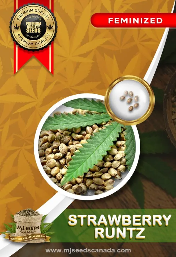 Strawberry Runtz Strain Feminized Marijuana Seeds Strawberry Runtz Strain Feminized Marijuana Seeds