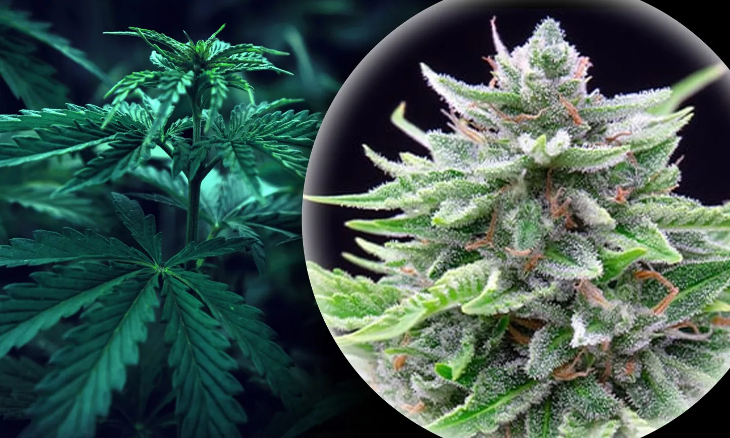 Exploring CBDV Strains pic Royal CBDV