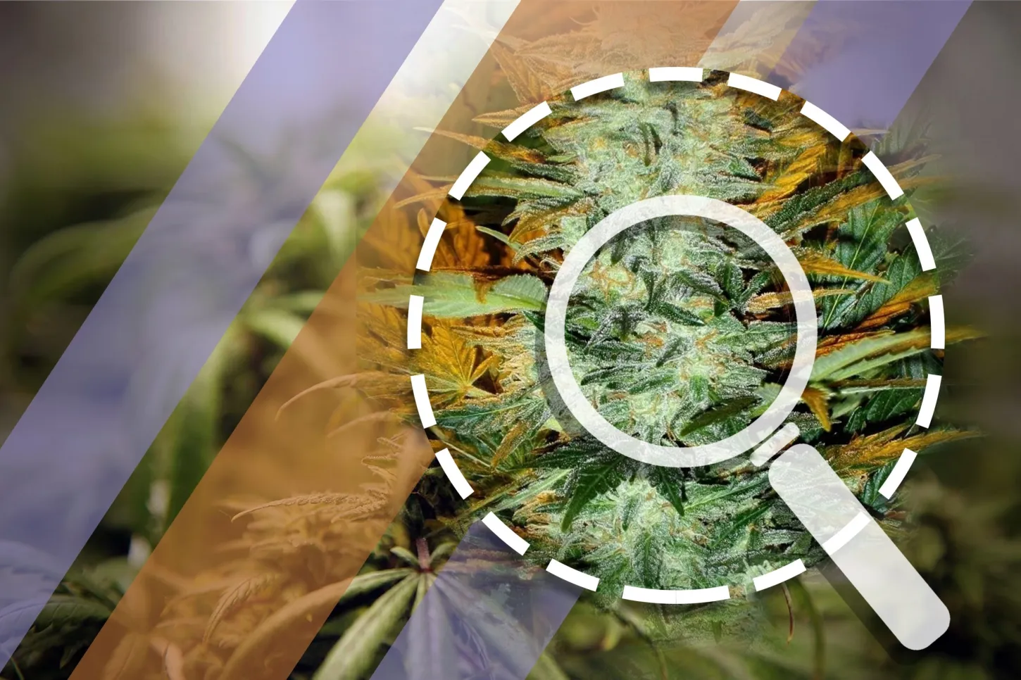 Understanding the Low Rider Strain