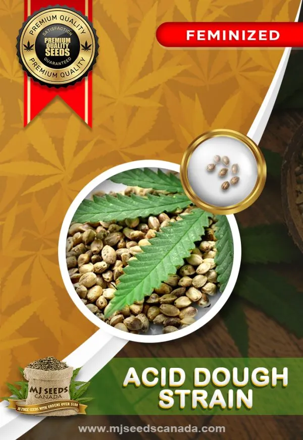 Acid Dough Strain Feminized Marijuana Seeds Acid Dough Strain Feminized Marijuana Seeds