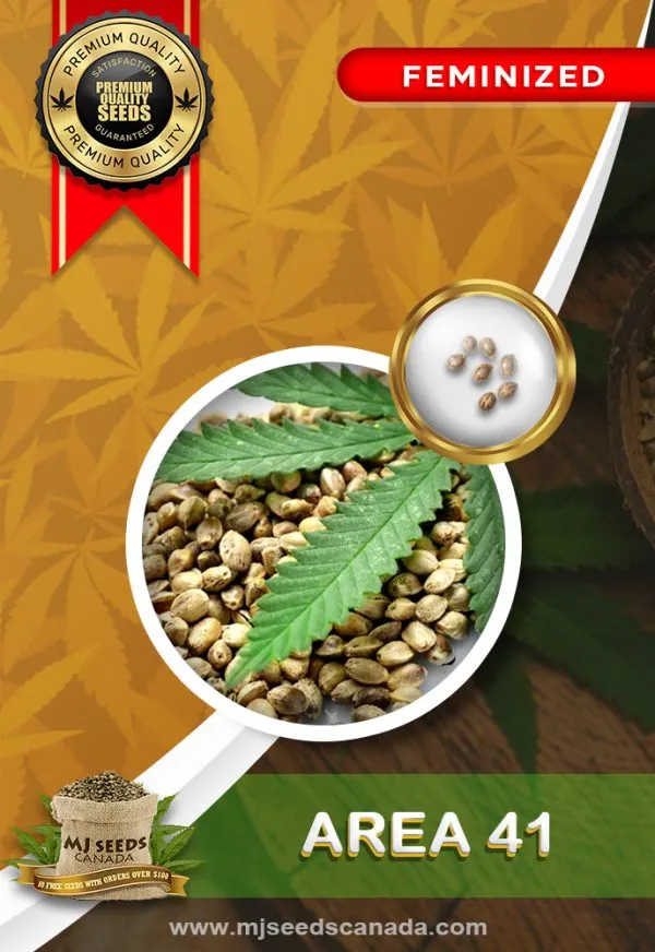 Area 41 Strain Feminized Marijuana Seeds