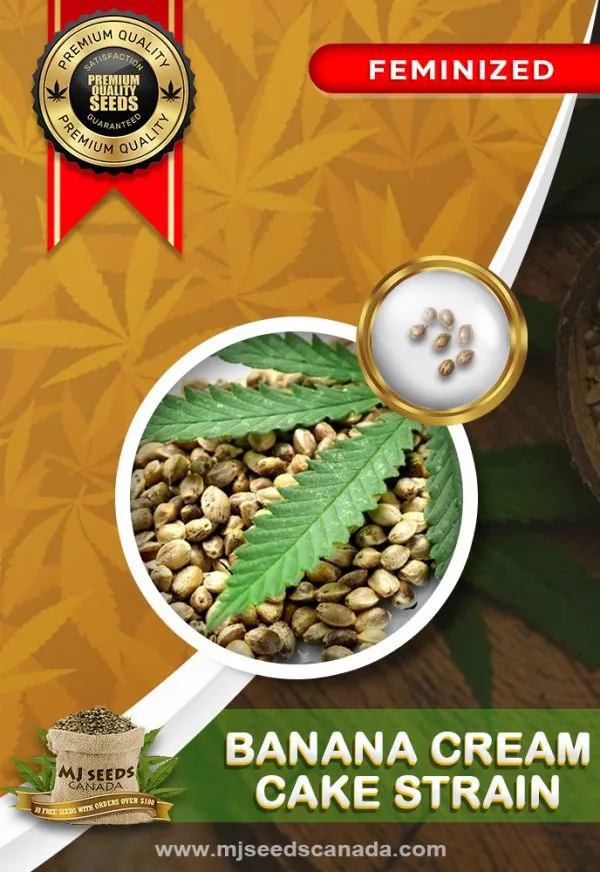 Banana Cream Cake Strain Feminized Marijuana Seeds Banana Cream Cake Strain Feminized Marijuana Seeds