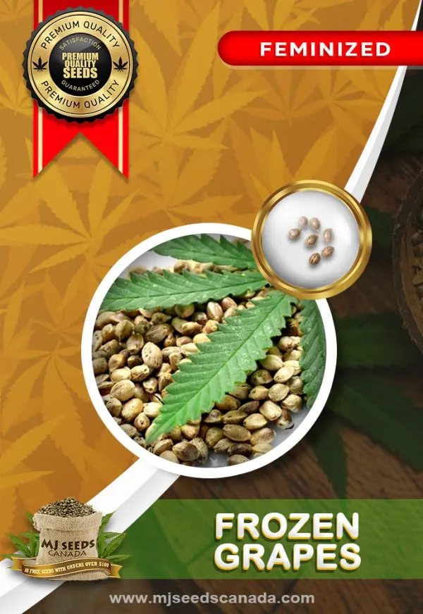 Frozen Grapes Strain Feminized Marijuana Seeds Frozen Grapes Strain Feminized Marijuana Seeds