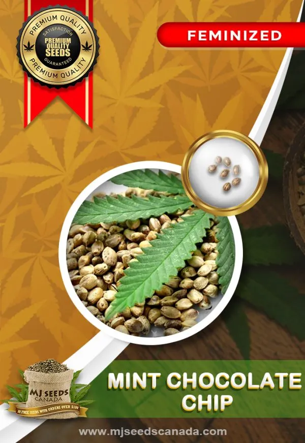 Mint Chocolate Chip Strain Feminized Marijuana Seeds Mint Chocolate Chip Strain Feminized Marijuana Seeds