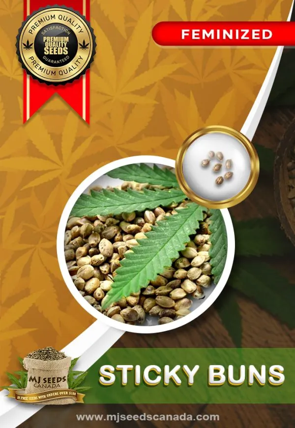 Sticky Buns Strain Feminized Marijuana Seeds