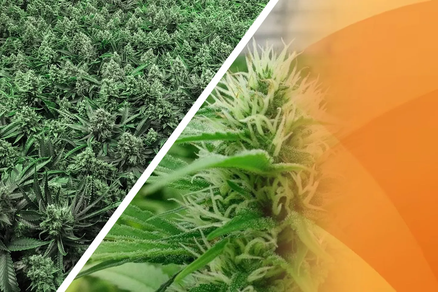 Advantages of Sea of Green Growing