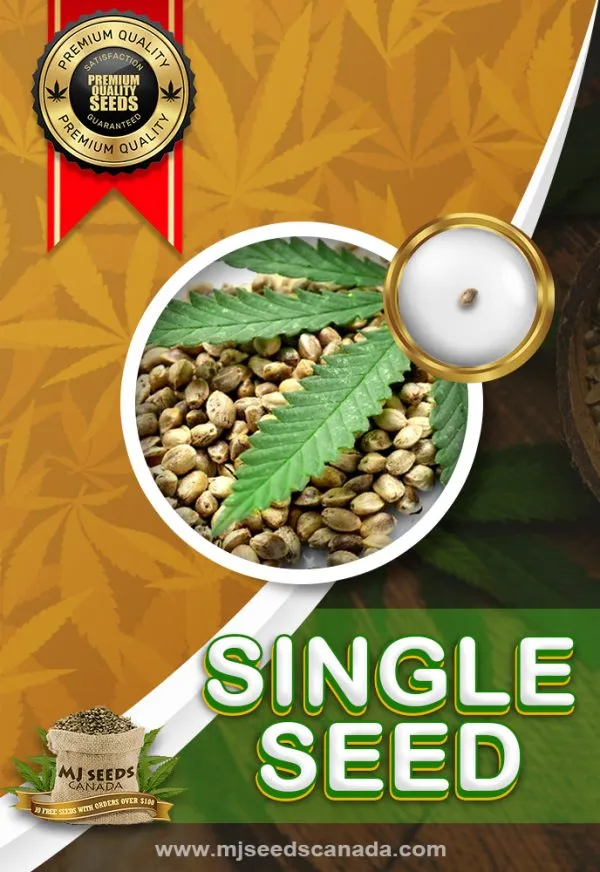 MJSeedsCanada Single Seed