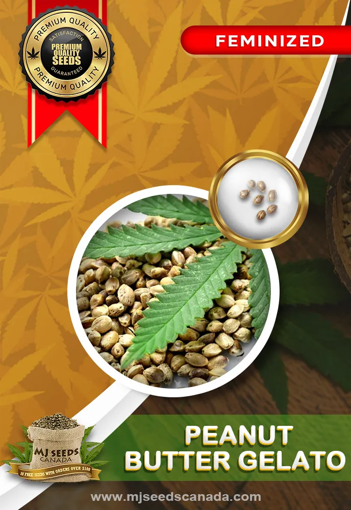 Peanut Butter Gelato Strain Feminized Marijuana Seeds MjSeedsCanada