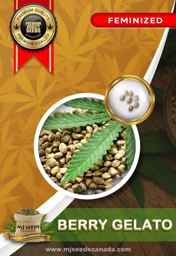 Berry Gelato Strain Feminized Marijuana Seeds Berry Gelato Strain Feminized Marijuana Seeds
