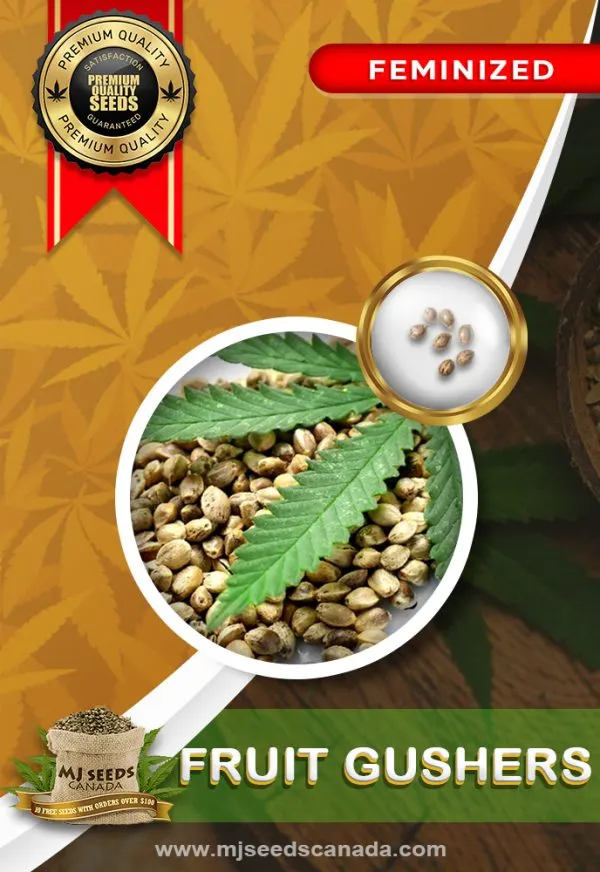 Fruit Gushers Strain Feminized Marijuana Seeds Fruit Gushers Strain Feminized Marijuana Seeds