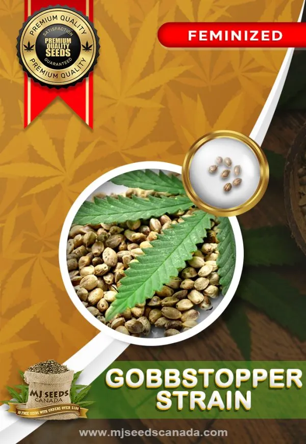 Gobbstopper Strain Feminized Marijuana Seeds Gobbstopper Strain Feminized Marijuana Seeds