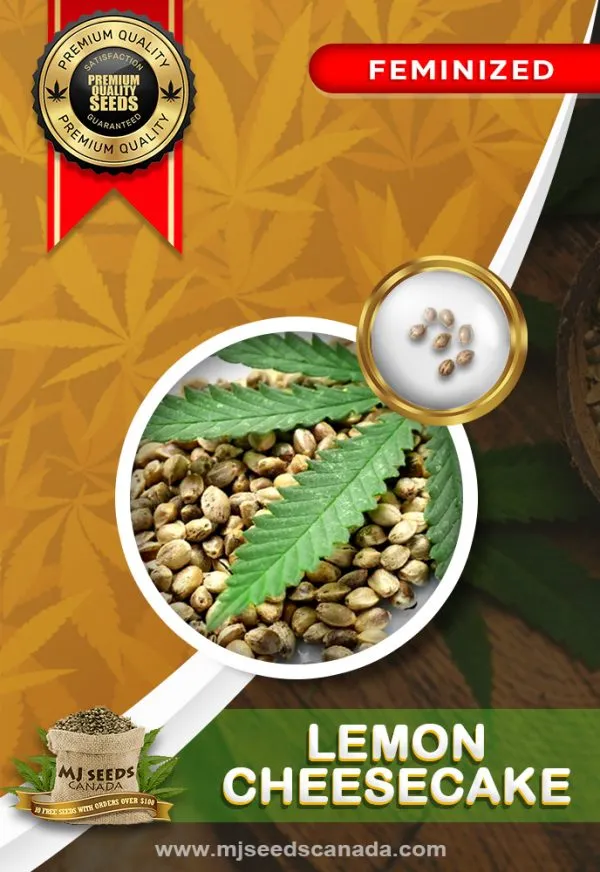Lemon Cheesecake Strain Feminized Marijuana Seeds