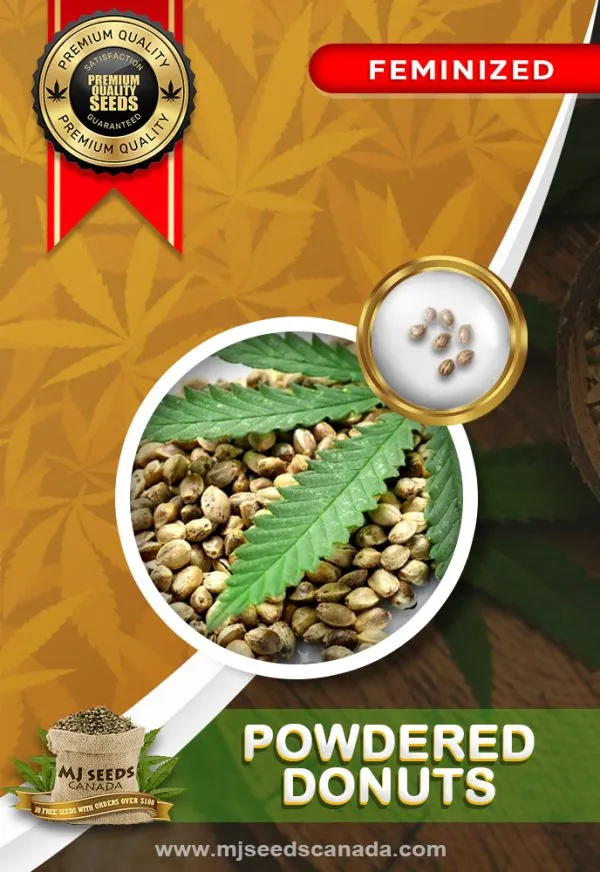 Powdered Donuts Strain Feminized Marijuana Seeds Powdered Donuts Strain Feminized Marijuana Seeds