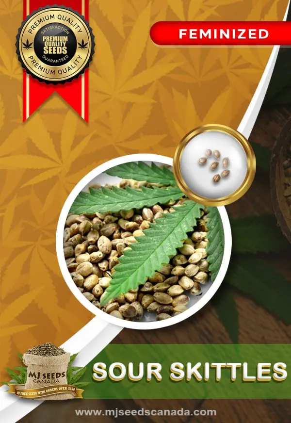 Sour Skittles Strain Feminized Marijuana Seeds