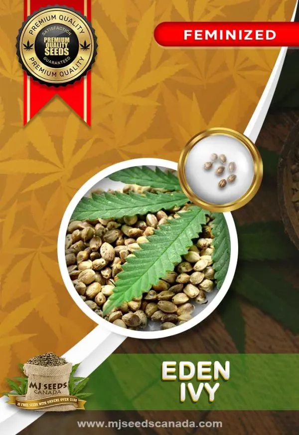 Eden-Ivy-Strain-Cbd-Feminized-Marijuana-Seeds