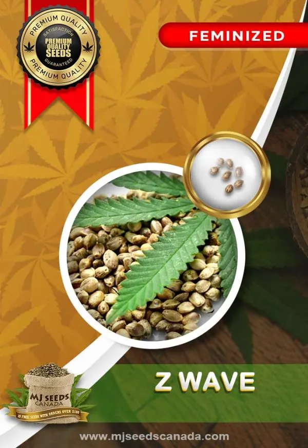 Z-Wave-Strain-Feminized-Marijuana-Seeds