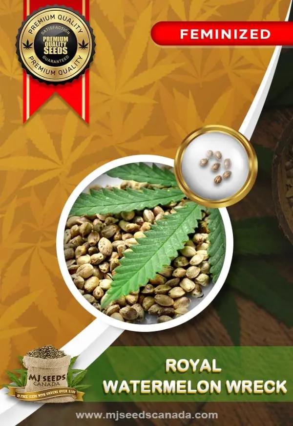 Royal-Watermelon-Wreck-Feminized-Marijuana-Seeds