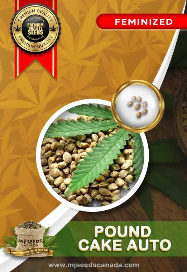 Pound-Cake-Auto